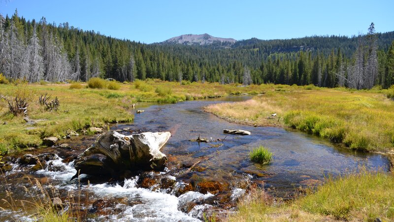 Stream in Meadow — Green