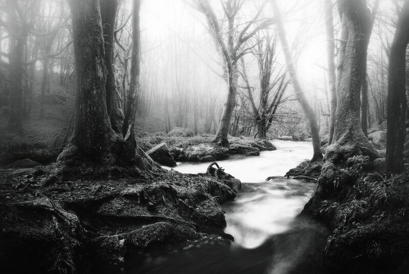 Stream in Misty Forest — Black