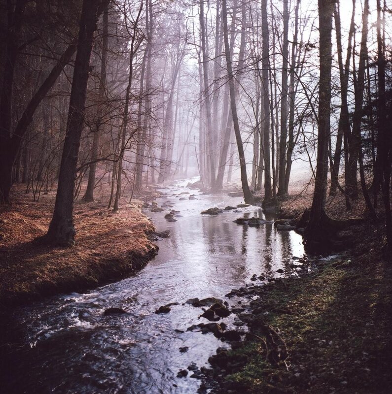 Stream in Misty Forest — Brown