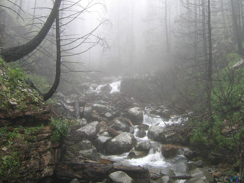 Stream in Misty Forest — Gray