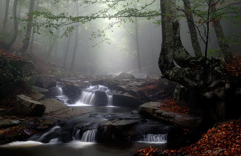 Stream in Misty Forest — Green, Autumn, Photograph, Trees