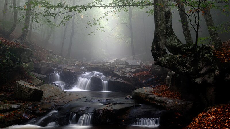 Stream in Misty Forest — Green, Autumn