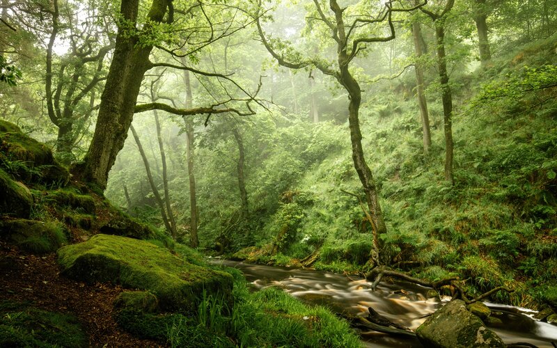 Stream in Misty Forest — Green, Serene