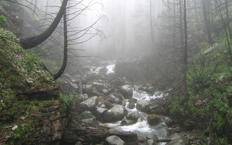 Stream in Misty Forest