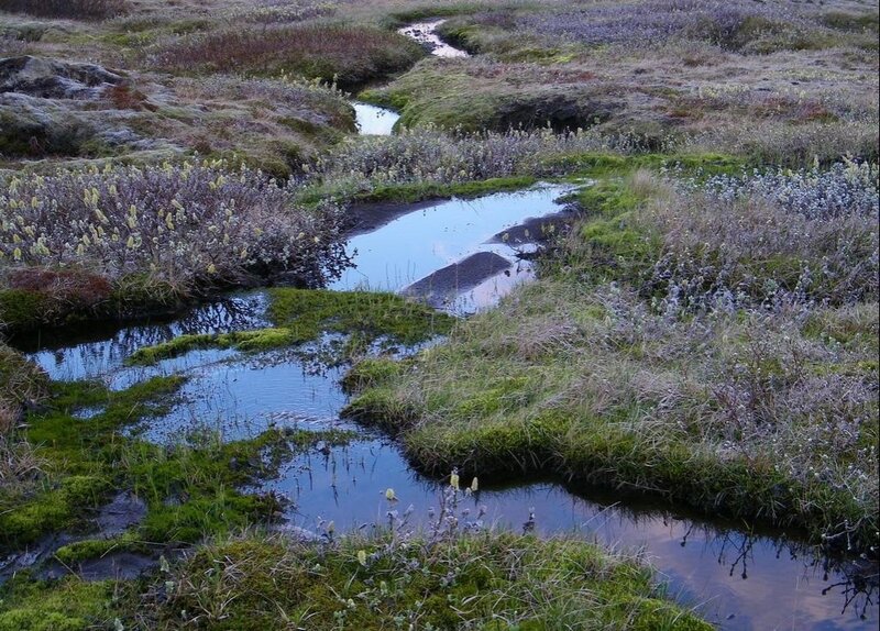 Stream in Mossy Field