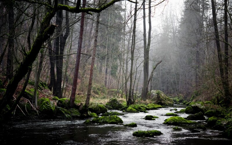 Stream in Mossy Forest — Green, Misty