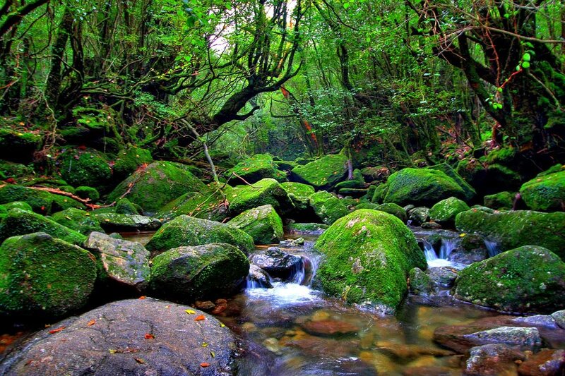 Stream in Mossy Forest — Green, Serene