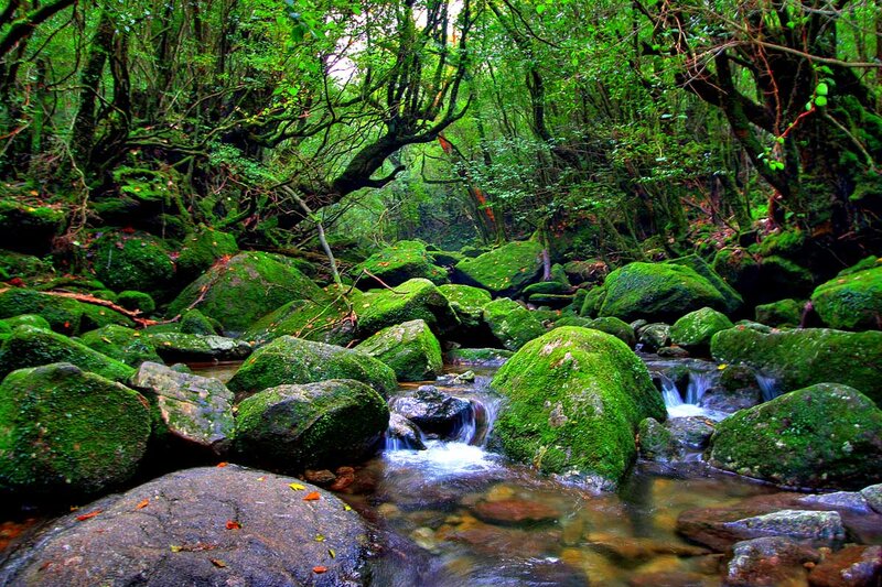 Stream in Mossy Forest