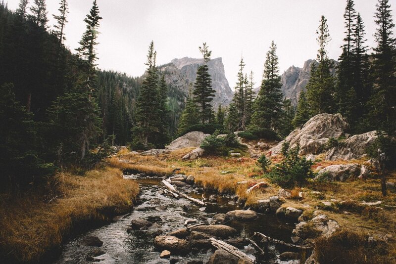 Stream in Mountain Forest