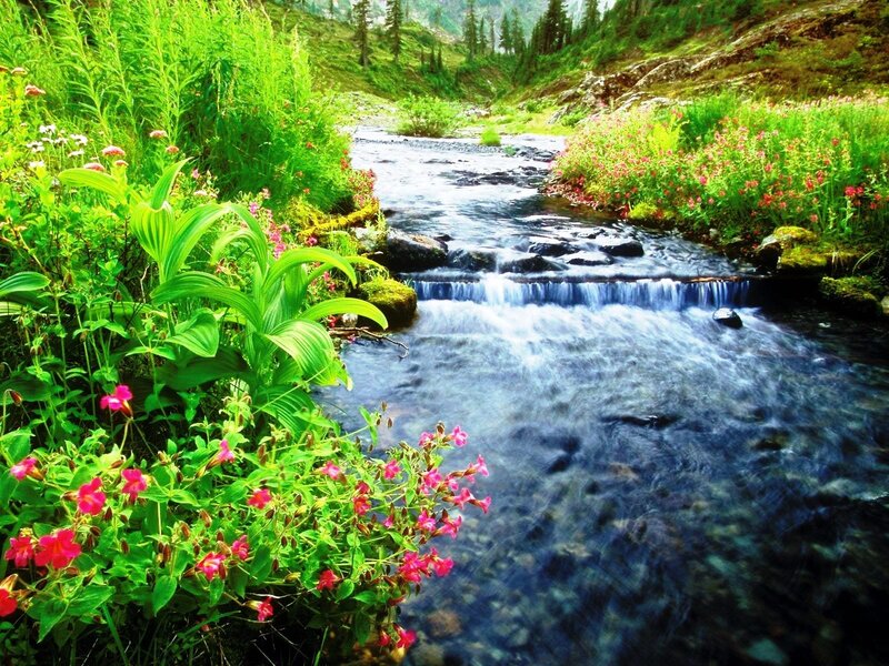 Stream in Mountain Valley — Green, Serene, Summer, Photograph, Flowers, Rocks