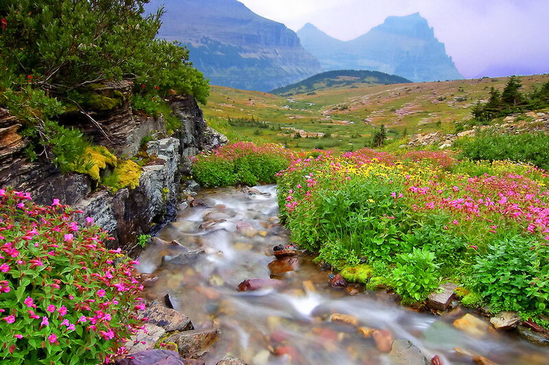 Stream in Mountain Valley — Green, Serene, Summer, Photograph, Flowers