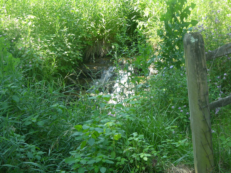 Stream in overgrown meadow