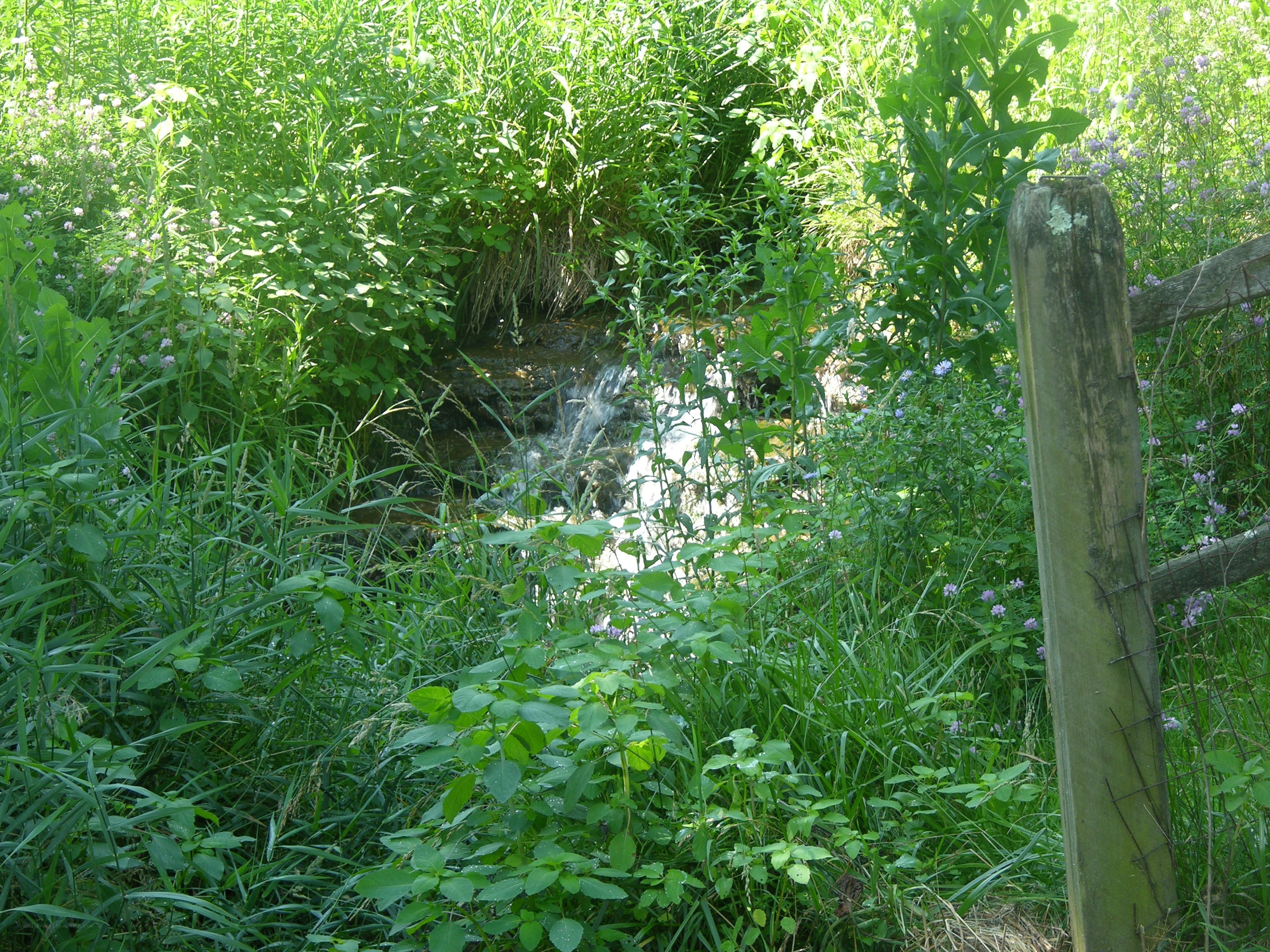 Stream in overgrown meadow