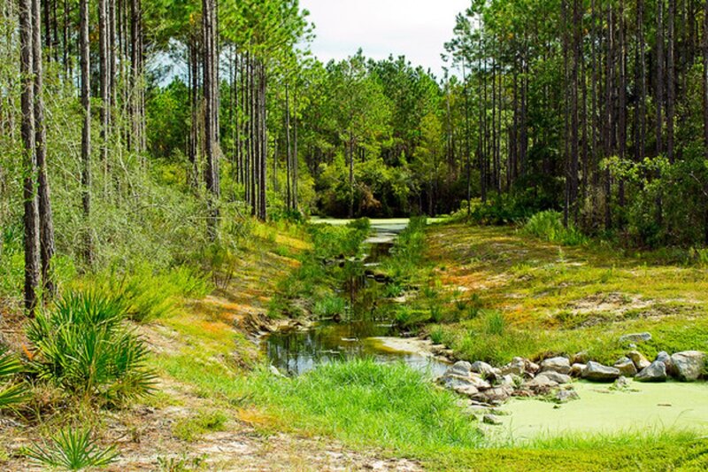 Stream in Pine Forest