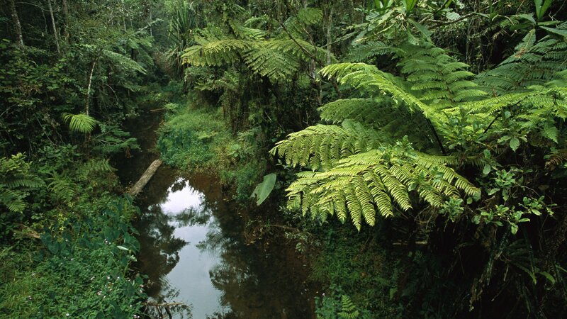 Stream in Rainforest — Green, Lush, Photograph, River, Ferns