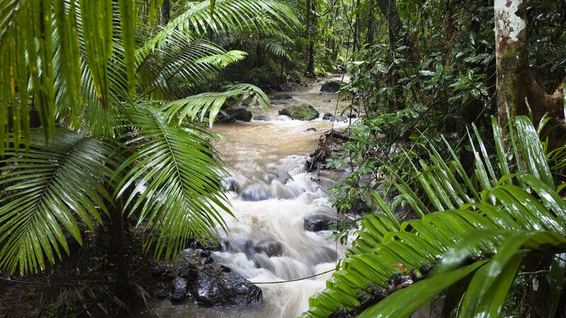 Stream in Rainforest — Green, Lush, Photograph, River