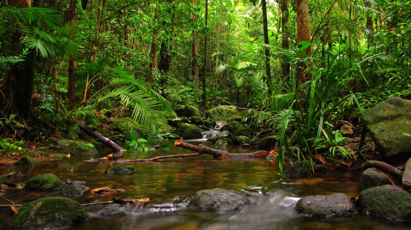 Stream in Rainforest — Green, Serene, Afternoon