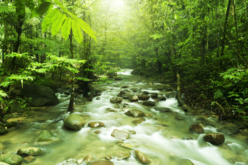Stream in Rainforest — Green, Serene