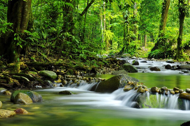 Stream in Rainforest — Green