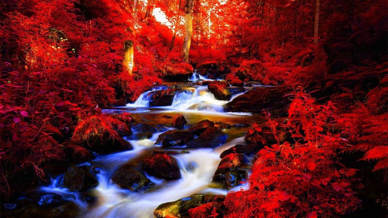 Stream in Red Forest — Dramatic, Photograph