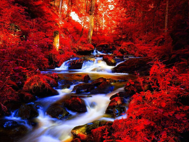 Stream in Red Forest — Serene, Autumn, Photograph