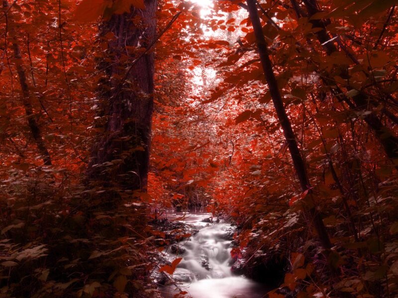Stream in Red Forest — Serene, Autumn
