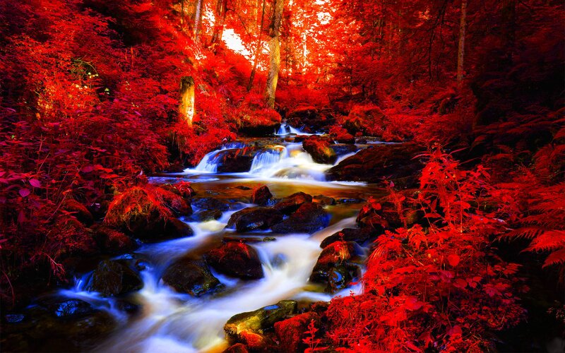 Stream in Red Forest