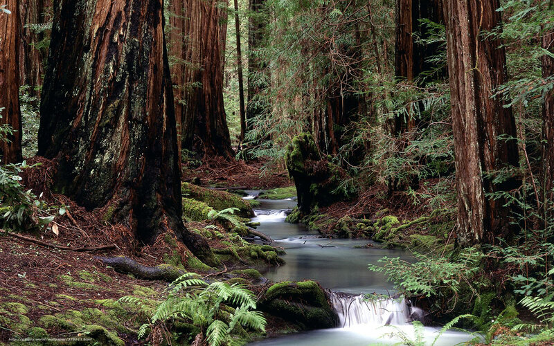 Stream in Redwood Forest — Green, Serene, Afternoon, Photograph