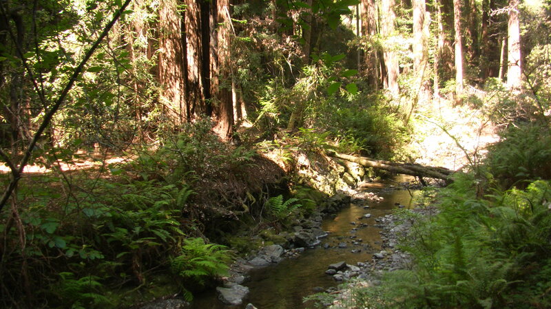 Stream in Redwood Forest — Green, Serene, Afternoon