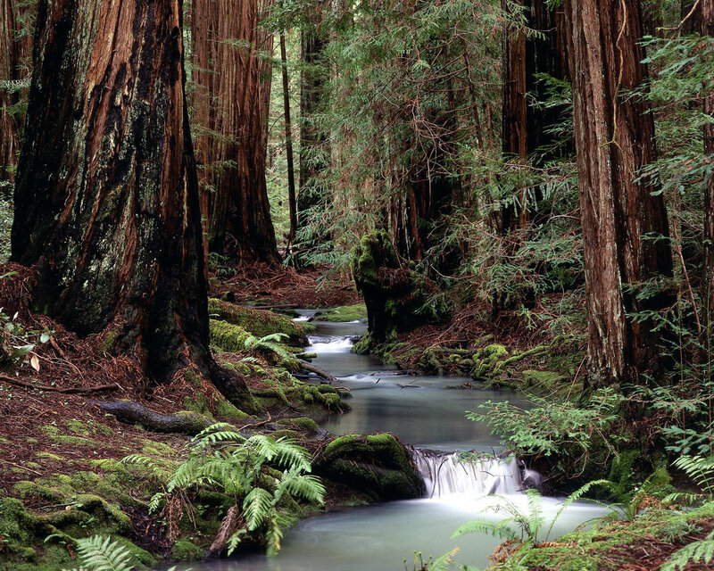Stream in Redwood Forest — Green, Serene, Photograph