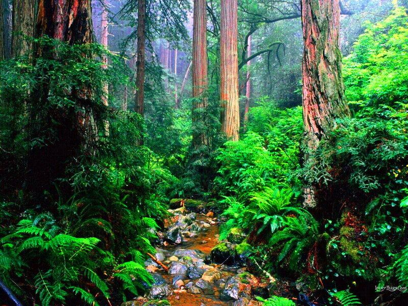 Stream in Redwood Forest — Green, Serene