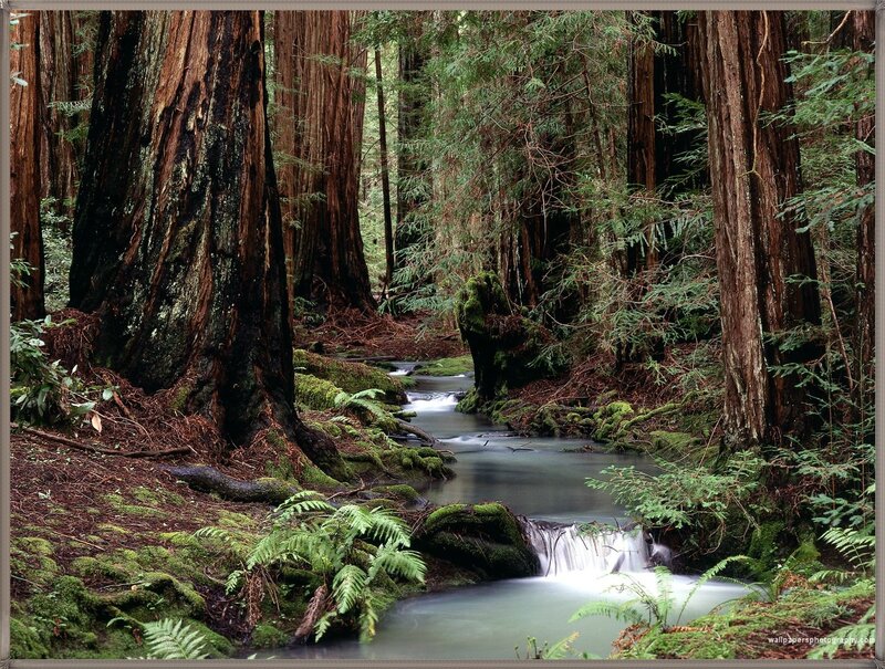 Stream in Redwood Forest — Green