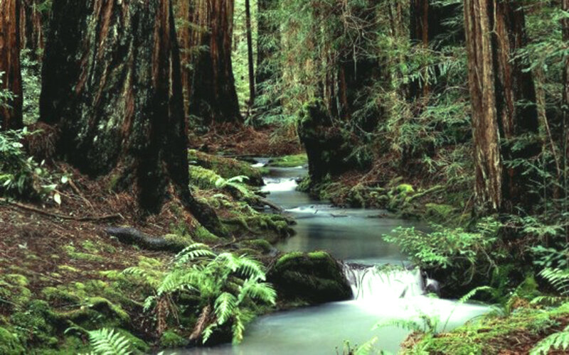 Stream in Redwood Forest