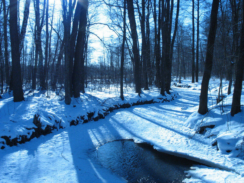 Stream in Snowy Forest — Blue, Serene, Winter, Photograph, Trees