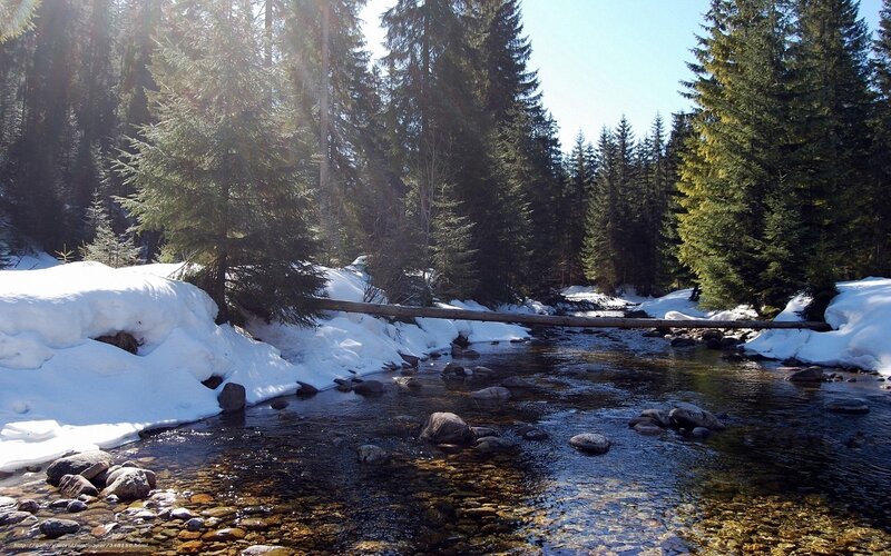 Stream in Snowy Forest — Green, Serene
