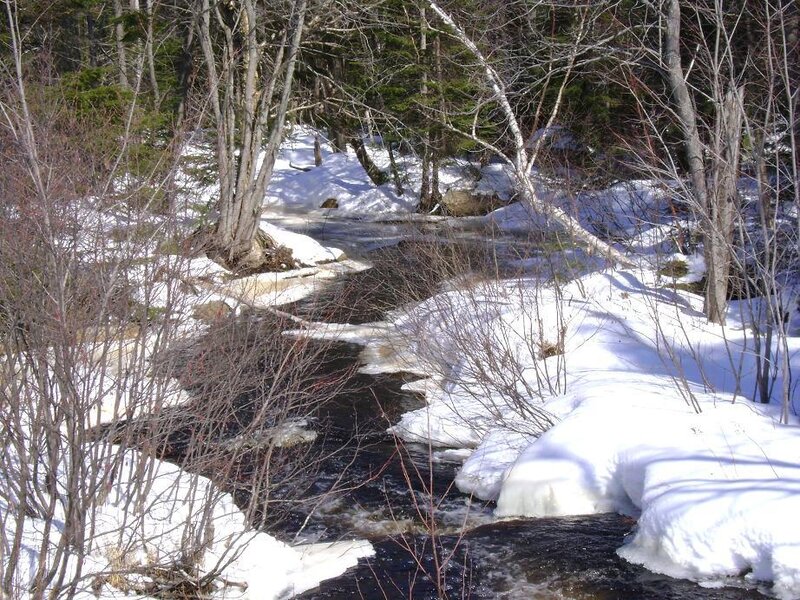 Stream in Snowy Forest — White, Serene, Winter, Photograph, Snow, Trees, River, Brown