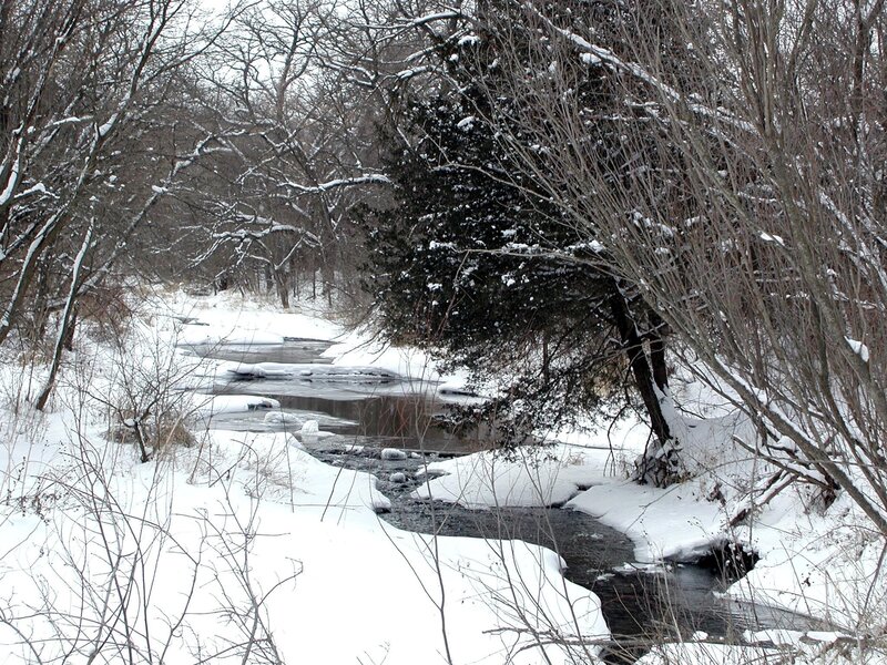 Stream in Snowy Forest — White, Serene, Winter, Photograph, Trees, Snow, River, Brown
