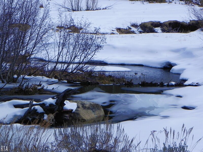 Stream in Snowy Landscape — White, Cold