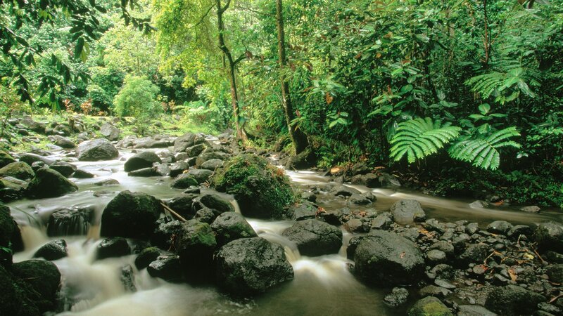 Stream in tropical forest