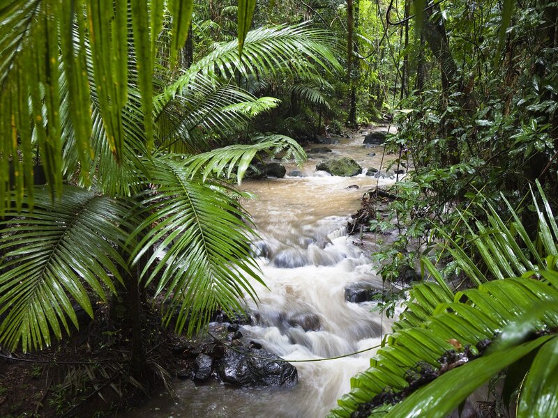 Stream in tropical forest