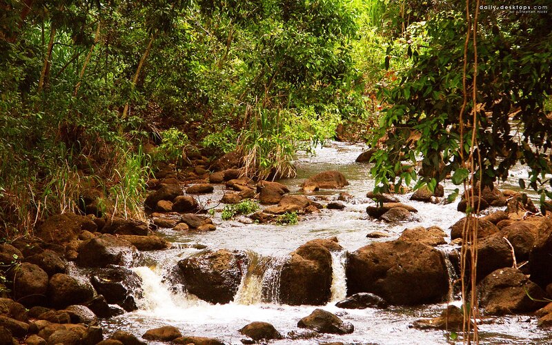 Stream in tropical forest