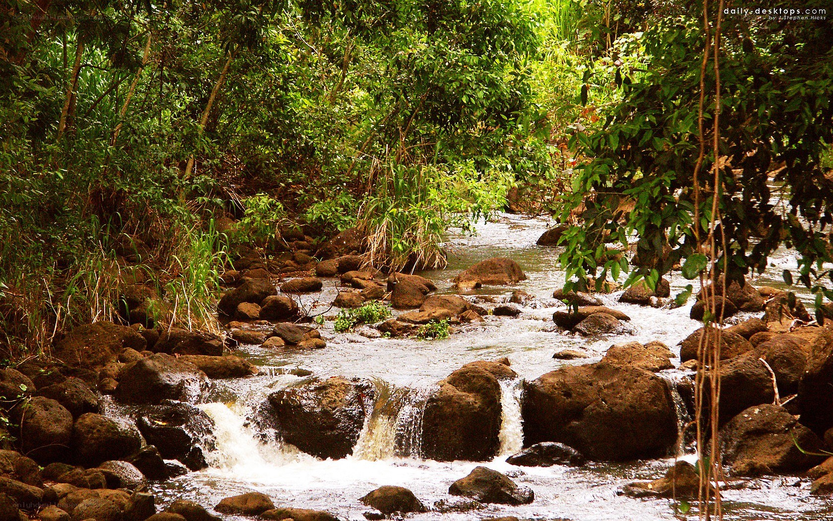 Stream in tropical forest