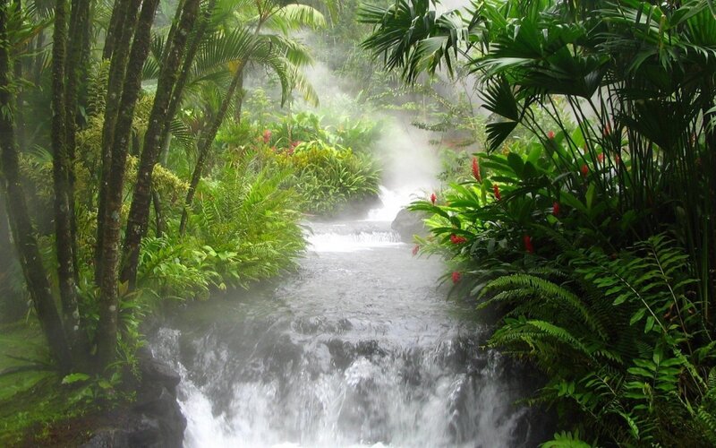 Stream in Tropical Forest — Green, Humid