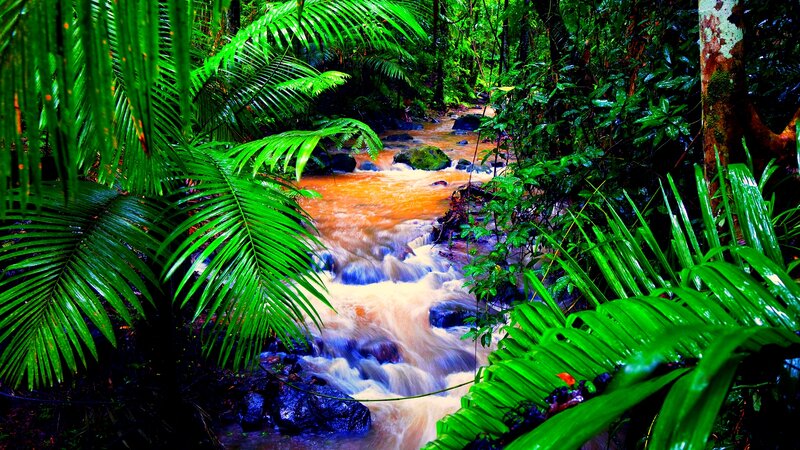 Stream in Tropical Forest — Green, Lush, Photograph, River