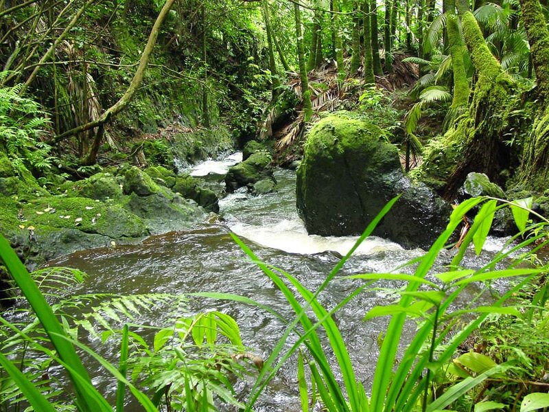 Stream in Tropical Forest — Green, Lush, Photograph