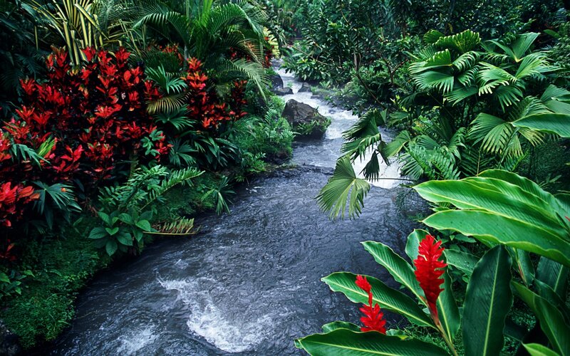 Stream in Tropical Forest — Green, Lush