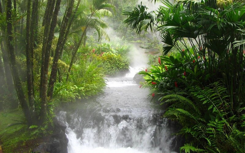 Stream in Tropical Forest — Green, Misty, Photograph, Trees, Plants