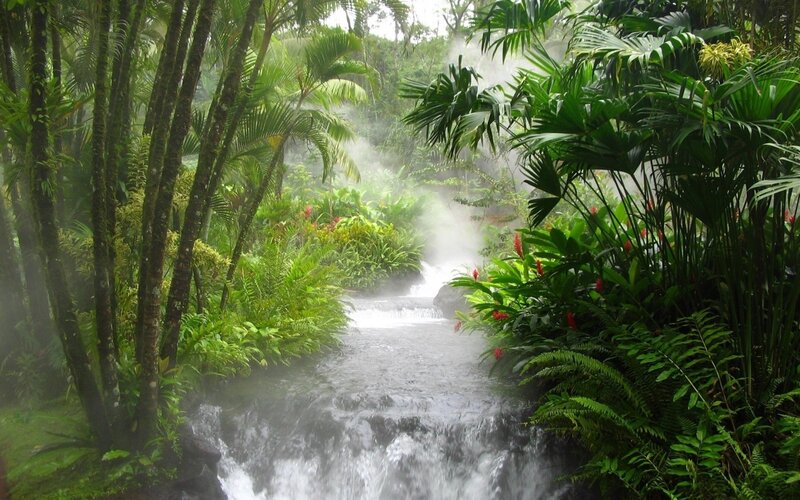 Stream in Tropical Forest — Green, Misty, Photograph, Trees