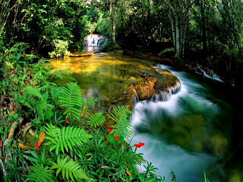 Stream in Tropical Forest — Green, Serene, Afternoon, Photograph, River