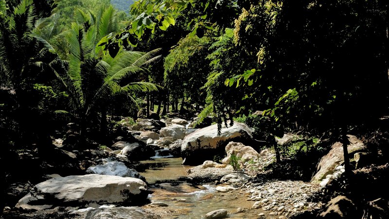 Stream in Tropical Forest — Green, Serene, Afternoon, Photograph, Rocks, Palm Trees